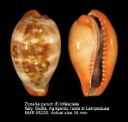 Zonaria pyrum (f) trifasciata